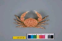 藏品(紅斑斗蟹)的圖片